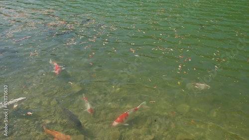 秋の日に泳いでいる鯉の群れの映像