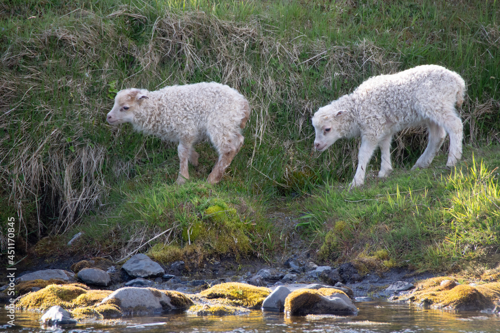 Obraz premium sheep and lambs