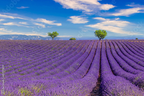 Panoramic sunny lavender field summer landscape near Valensole Provence, France. Stunning nature landscape with lavender field under blue cloudy sky. Purple flowers, idyllic relaxing natural scenic