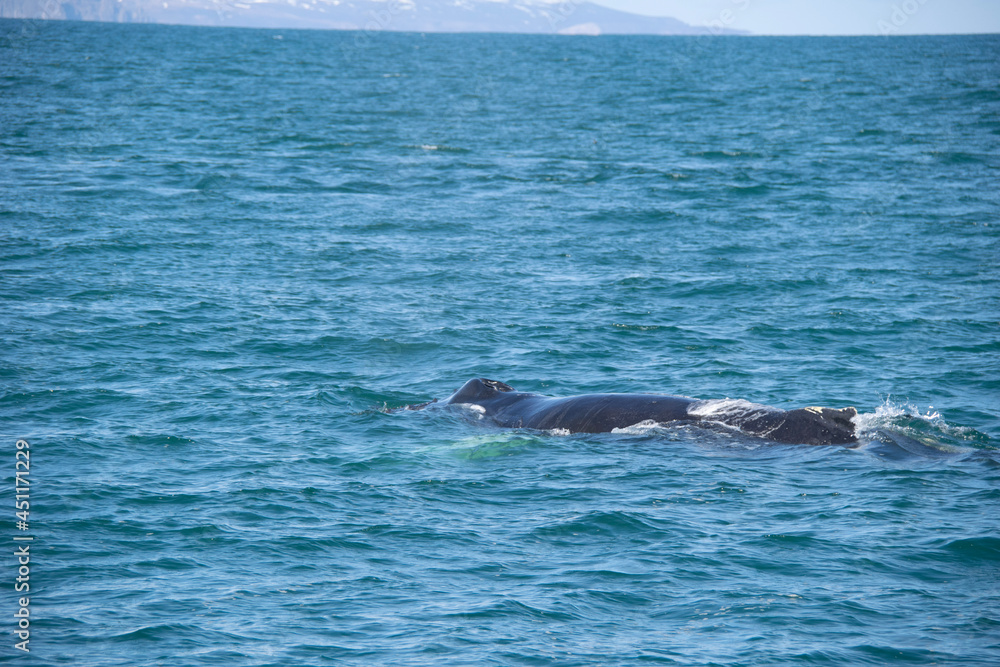 dolphin in the water dolphin in the water