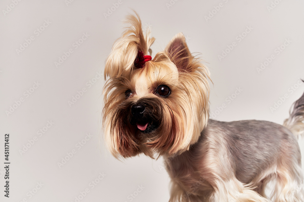 dog Yorkshire Terrier posing isolated background