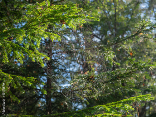 Spider web on a spruce branch in the forest in sunny weather