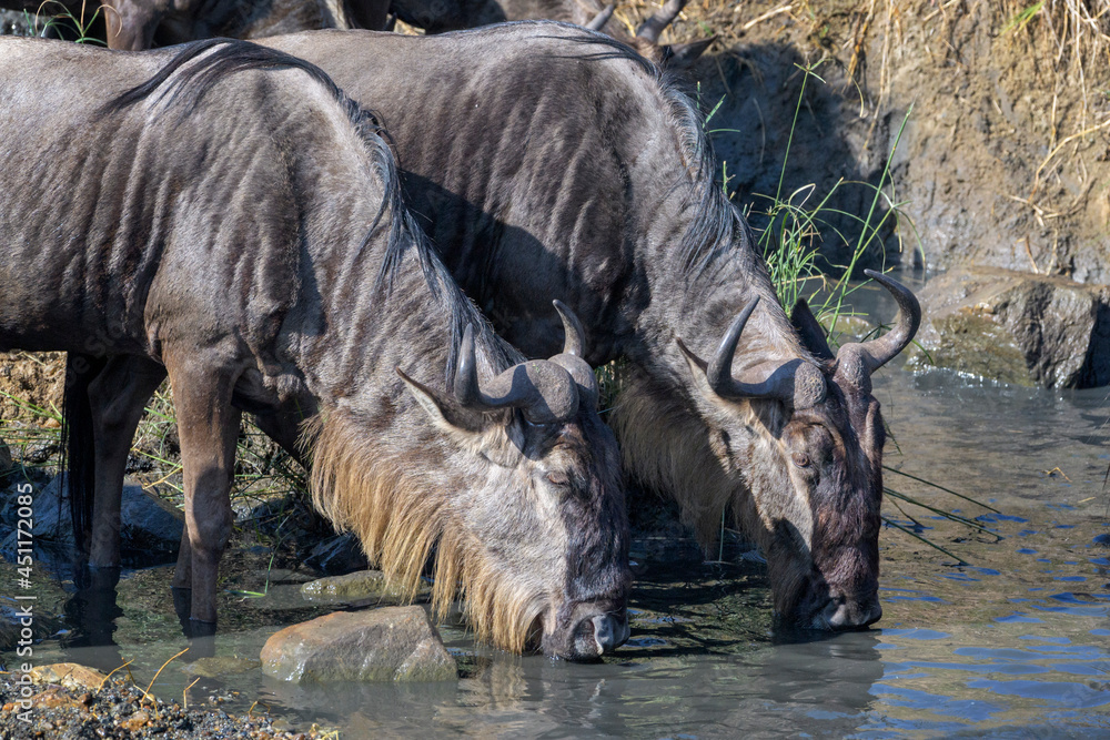 Fototapeta premium Blue wildebeest, brindled gnu (Connochaetes taurinus) herd drinking water during the great migration, Serengeti national park, Tanzania.