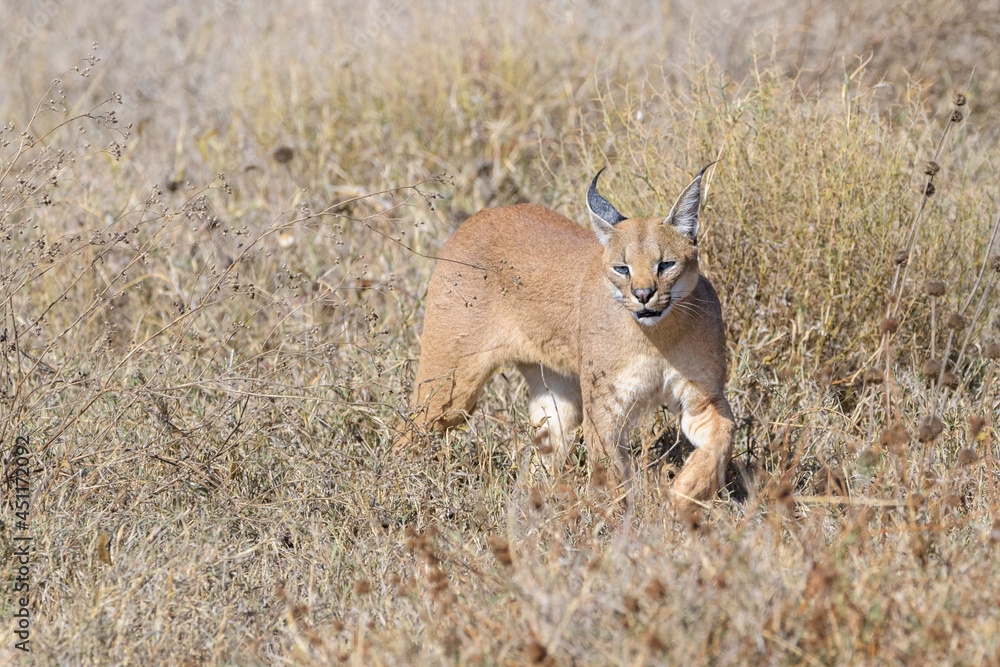 Obraz premium Caracal (Caracal caracal) hunting on savanna, Ngorongoro conservation area, Tanzania.