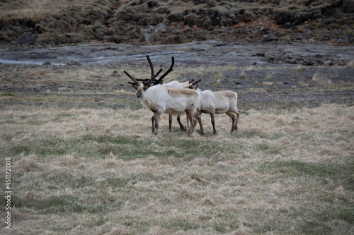 deer stag