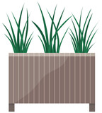 Long, low flowerpot with small green herbaceous plants. Young green grass in pot. Indoor, houseplant for interior decoration. Tall grass, plants in wooden flower pot isolated on white background