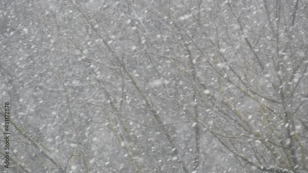 White snow flakes falling in winter, snowflakes of wintry Christmas snowfall. Cold snowy forest nature in december before New Year. Weather before snowstorm or blizzard. Seamless looped cinemagraph. White snow flakes falling in winter, snowflakes of wintry Christmas snowfall. Cold snowy forest nature in december before New Year. Weather before snowstorm or blizzard. Seamless looped cinemagraph.