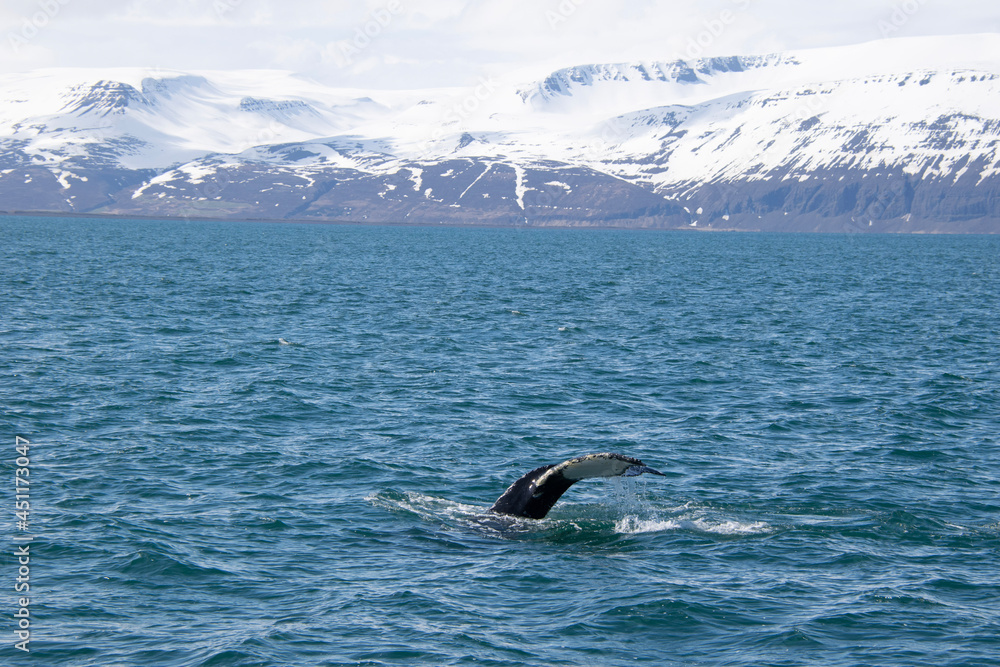 Fototapeta premium humpback whale tail