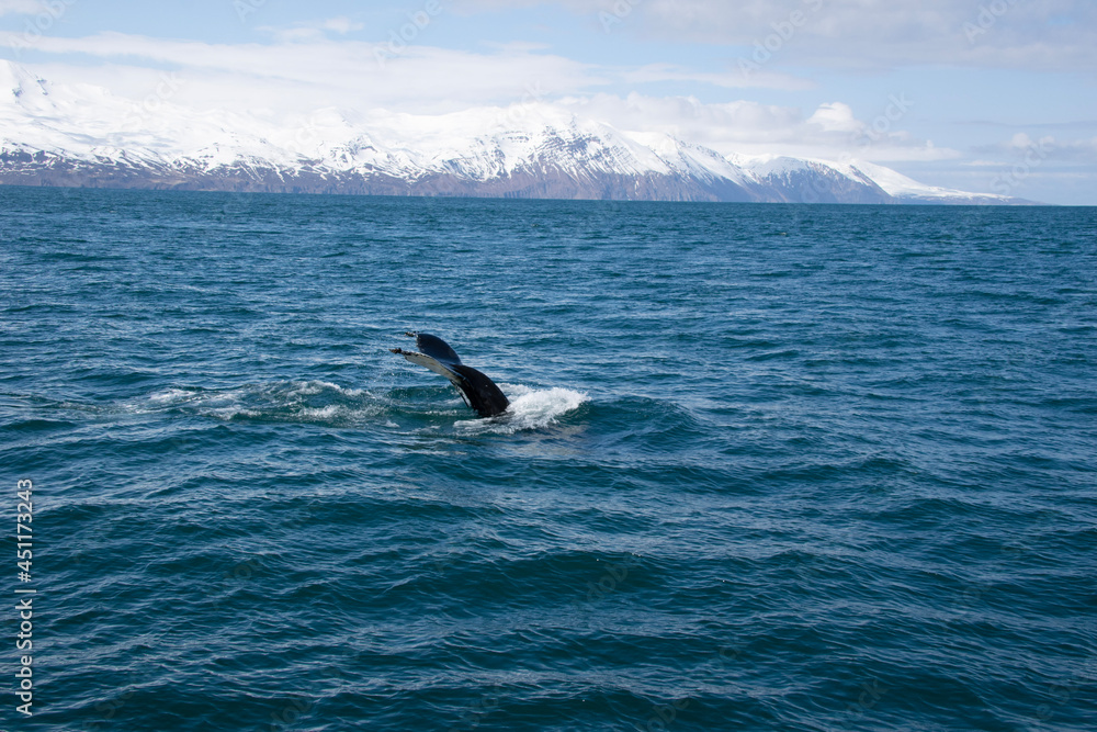 Fototapeta premium humpback whale tail