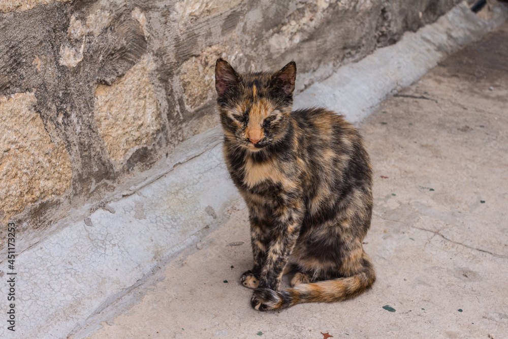 Colorful kitten in the Old Town of Kotor. Montenegro