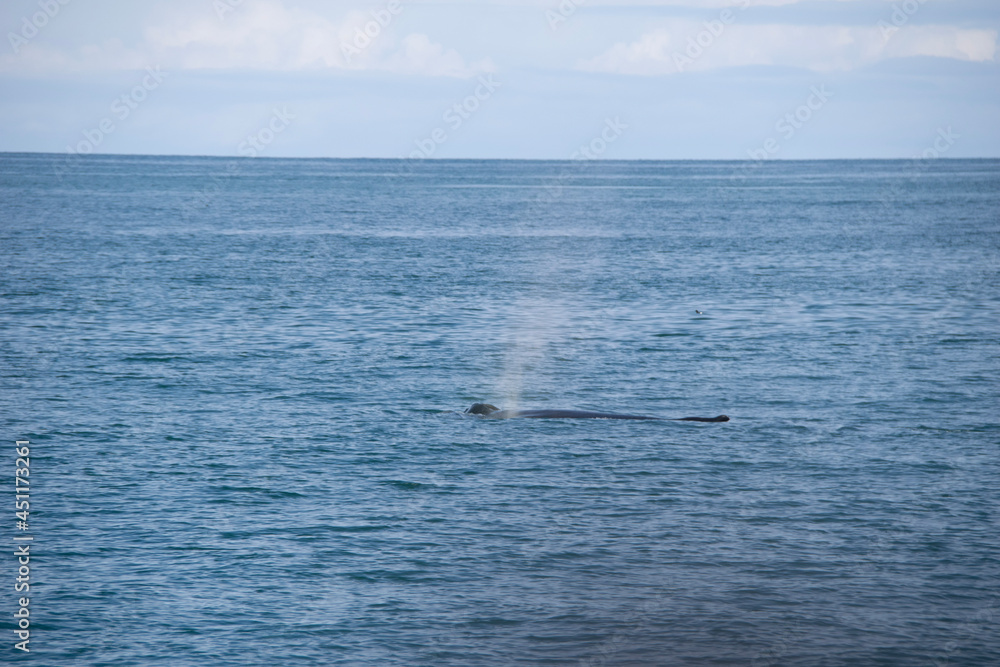 Fototapeta premium whale in the sea