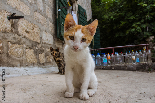 Red kitten in the old town of Kotor. Montenegro  © Shyshko Oleksandr
