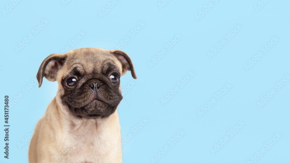 funny cute little puppy pug on bright blue pastel background. Banner adorable dog making happy face and smiling studio portrait. Purebred Dog Concept