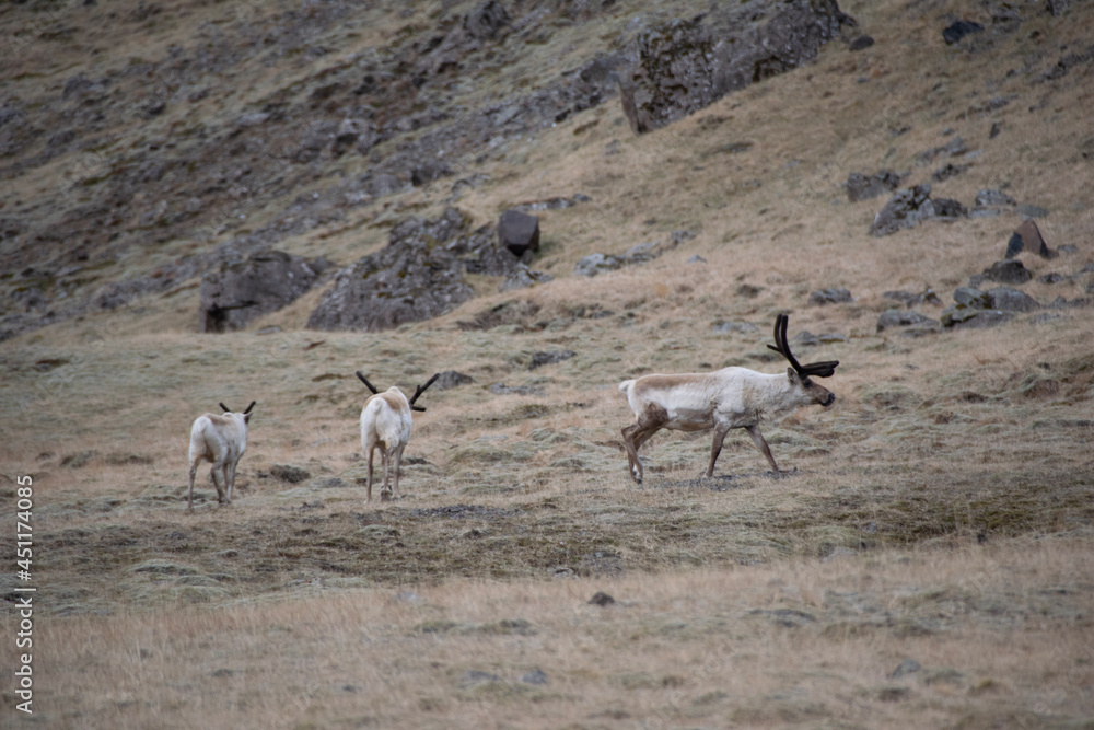 Fototapeta premium herd of sheep