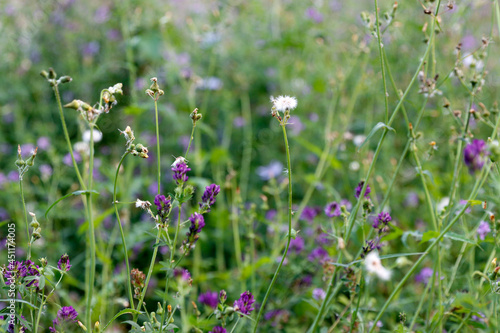 Flowers in an urban park