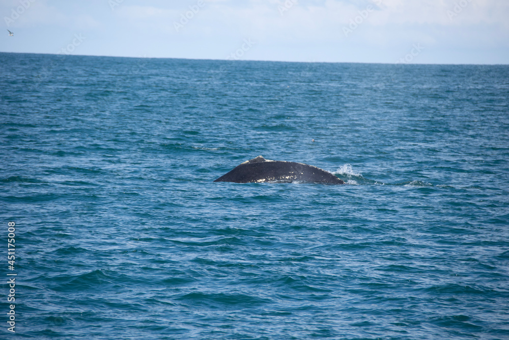 Fototapeta premium dolphin jumping out of water