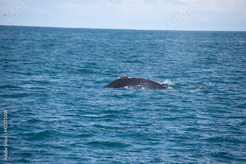 dolphin jumping out of water