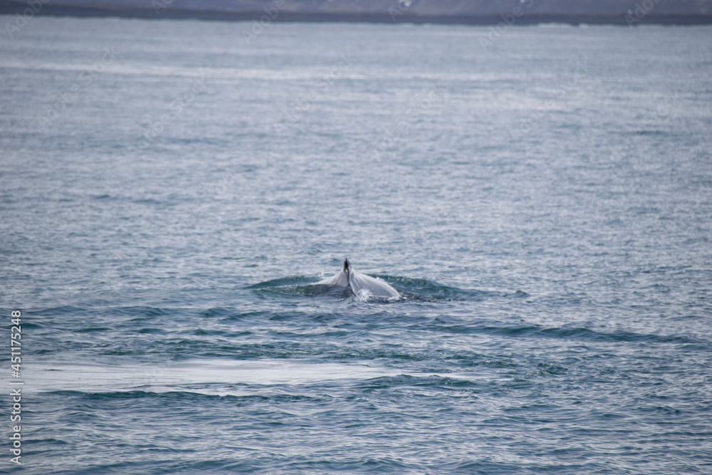 Fototapeta premium dolphins in the sea