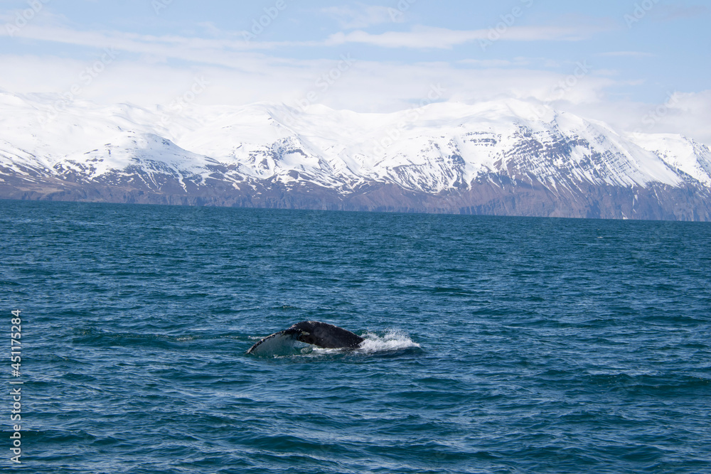 Fototapeta premium humpback whale tail