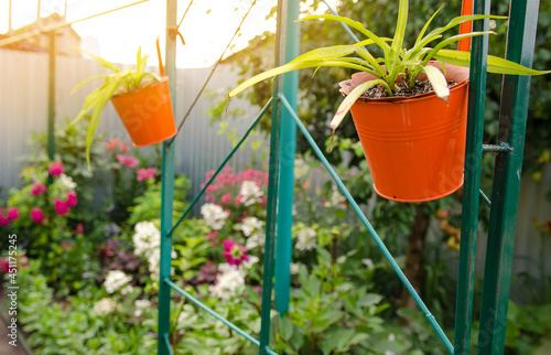 Potted flowers grow in the home garden. Decorations in the form of plants. Hanging pots. Selective focus © Andrii Yalanskyi