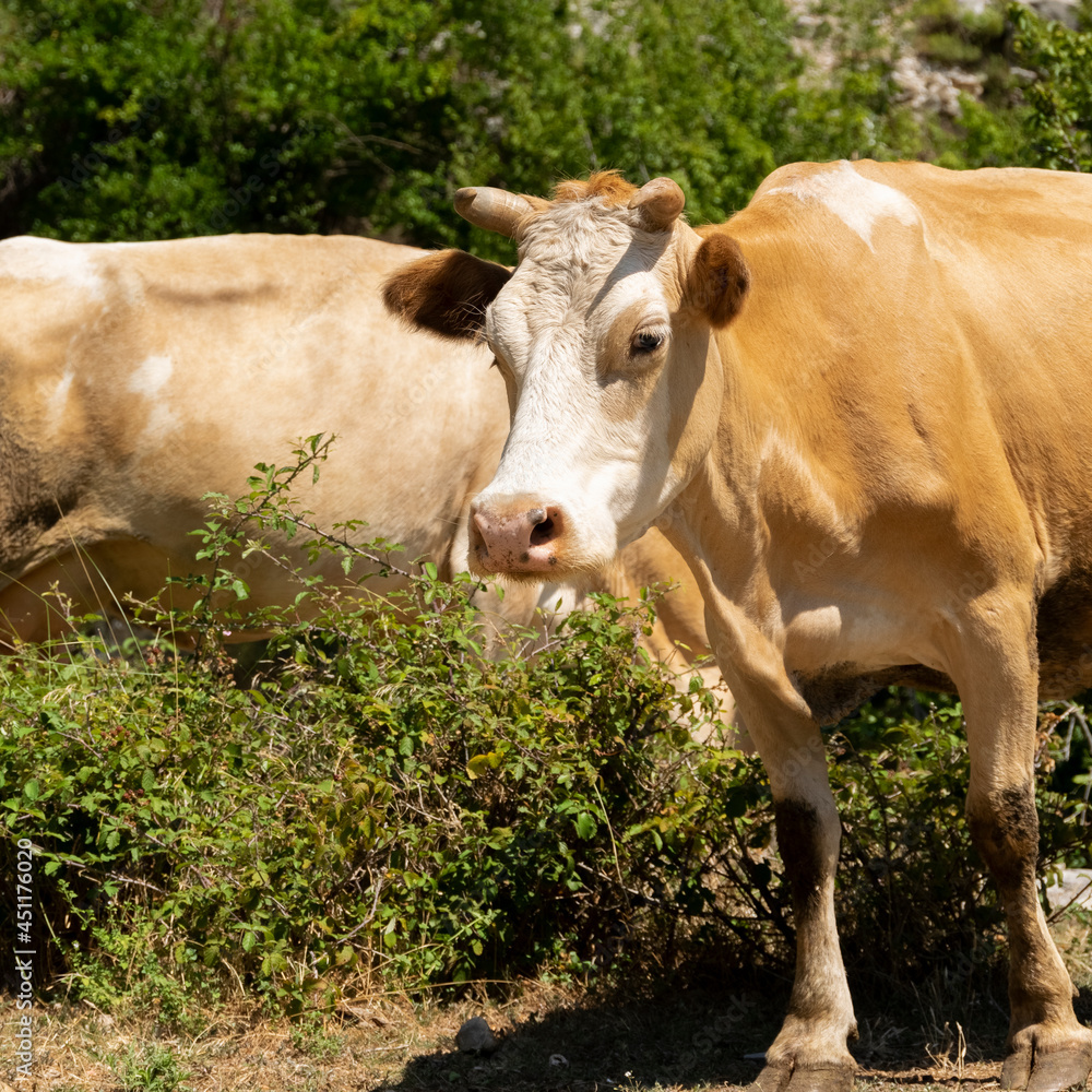 Close up view of domestic cow grazing free in the mountain Close up view of domestic cow grazing free in the mountain