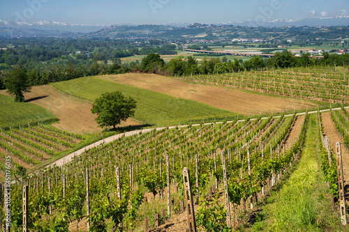 Vineyards of Langhe, Piedmont, Italy at May