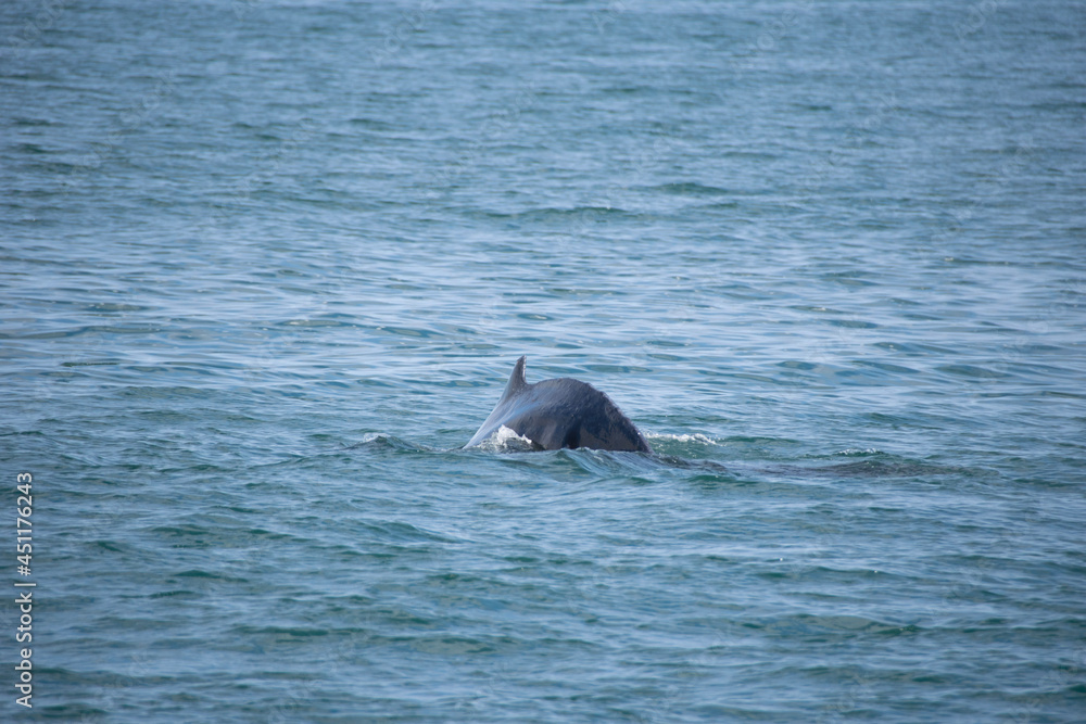 Fototapeta premium dolphin jumping out of water