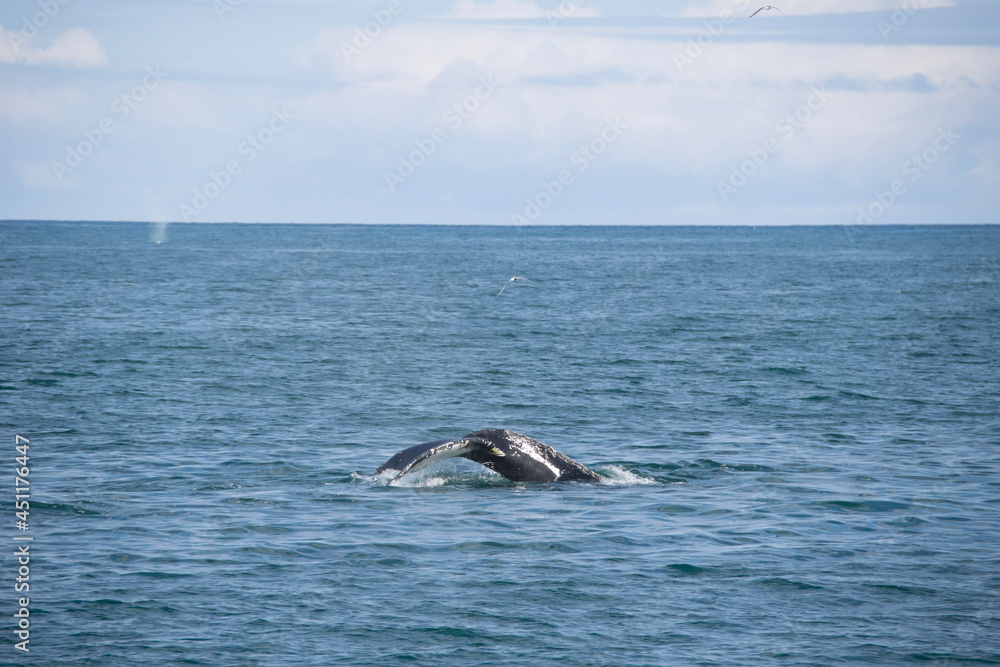 Obraz premium humpback tail