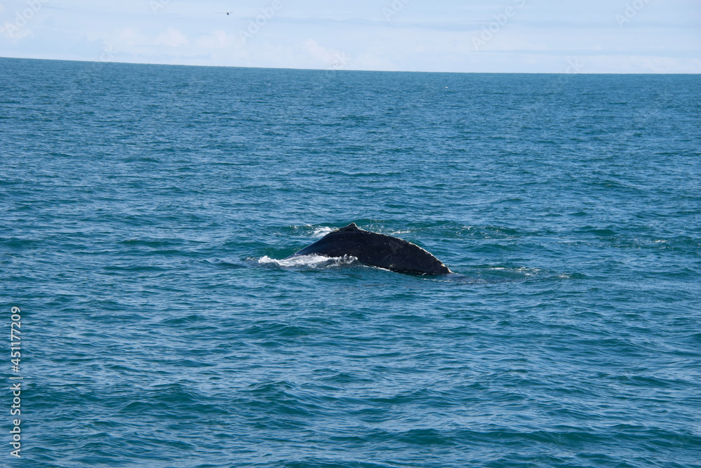 Obraz premium humpback tail