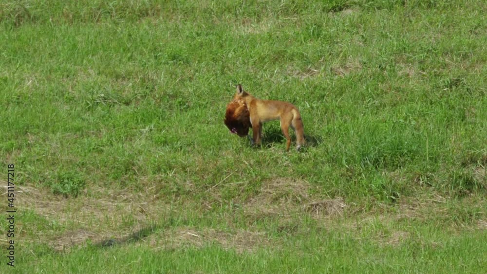 Red Fox Steals Chicken on Farm and Runs Away Into Forest. Fox Dragging