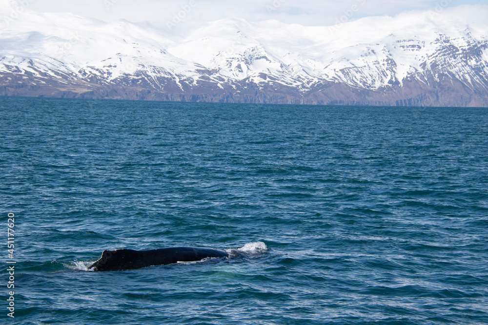 Fototapeta premium humpback whale tail