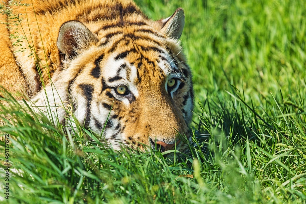 Obraz premium Animal Tiger, predator wild cat in jungle