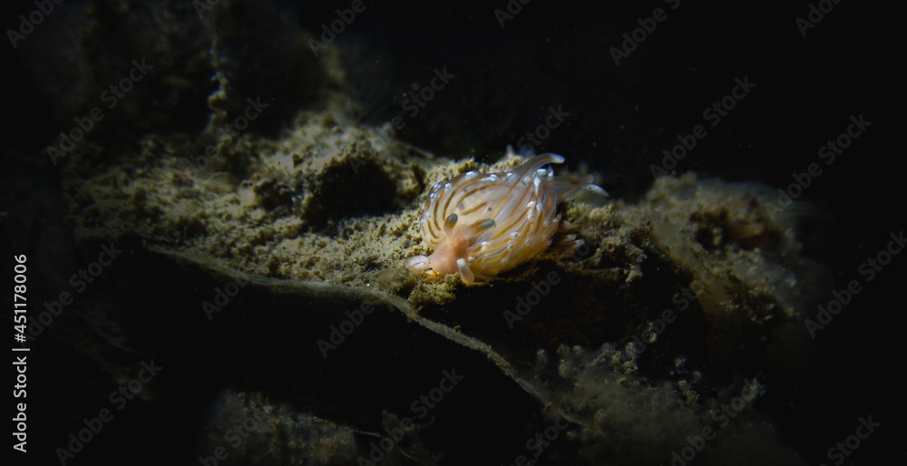 Fototapeta premium Nudibranch