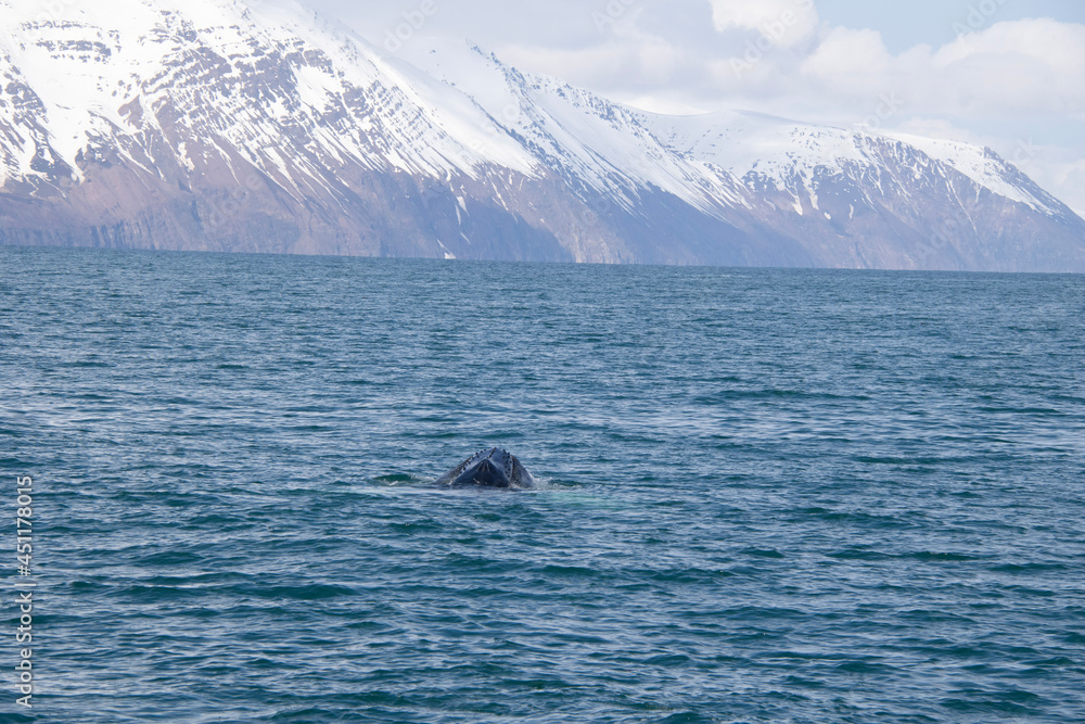 Fototapeta premium humpback whale tail