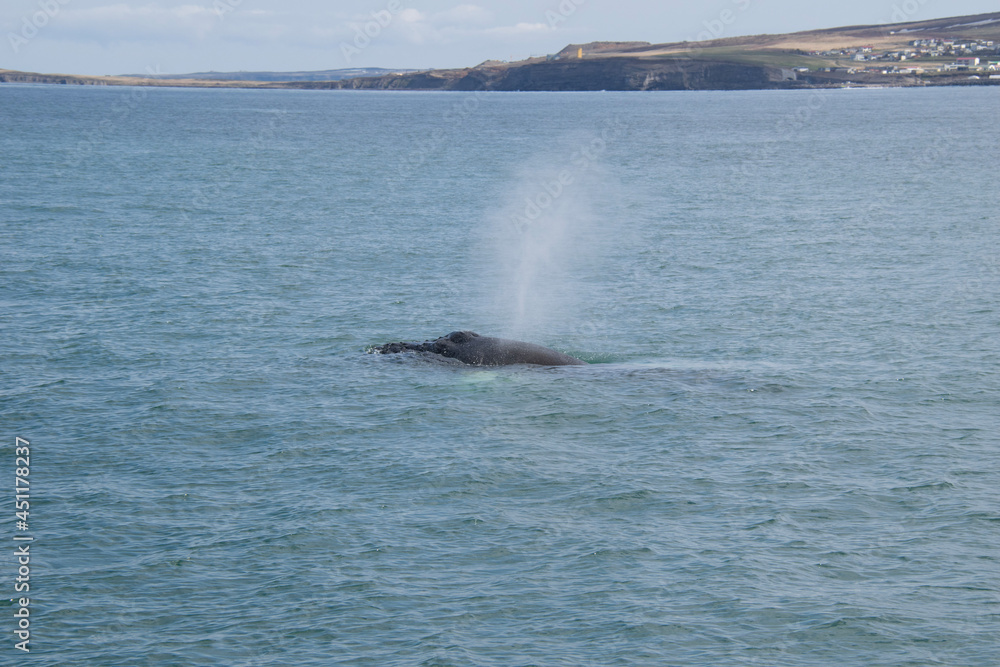 Fototapeta premium humpback tail
