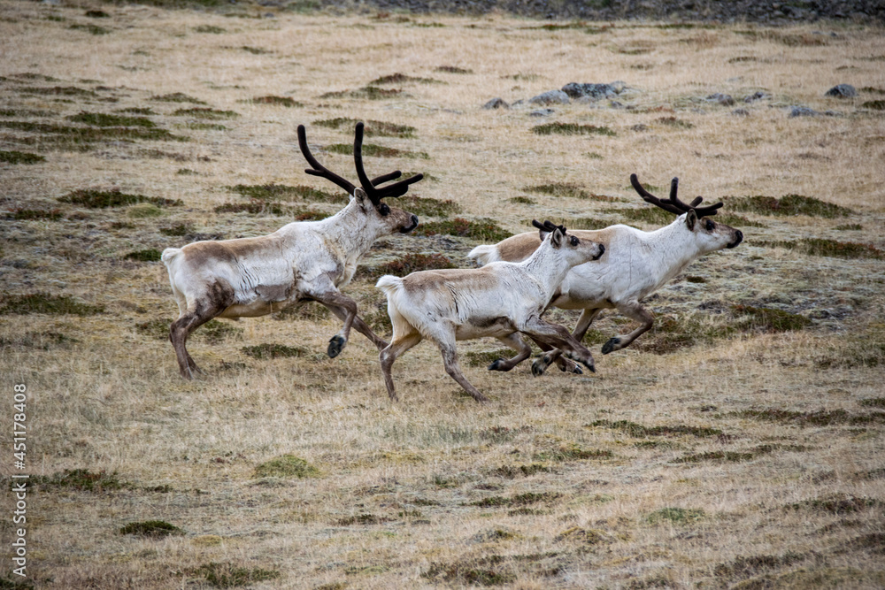 Fototapeta premium deer in the wild