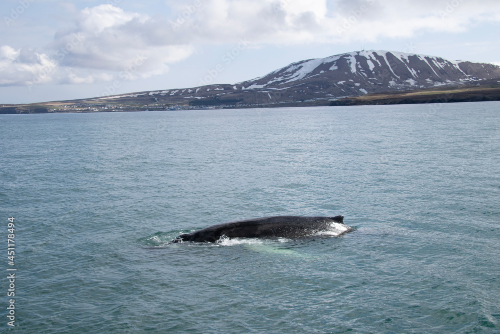 Fototapeta premium humpback tail
