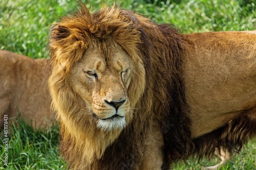 wildlife concept. Animal Lion big wild cat
