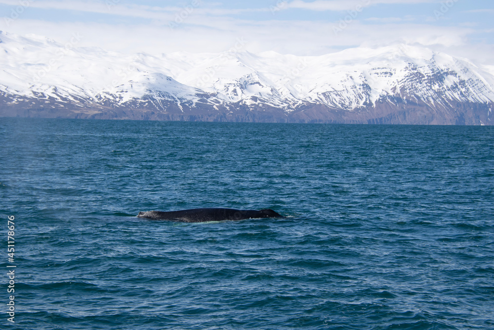 Fototapeta premium humpback tail
