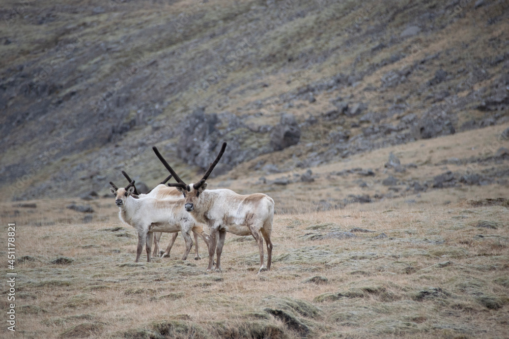 antelope in the wild antelope in the wild