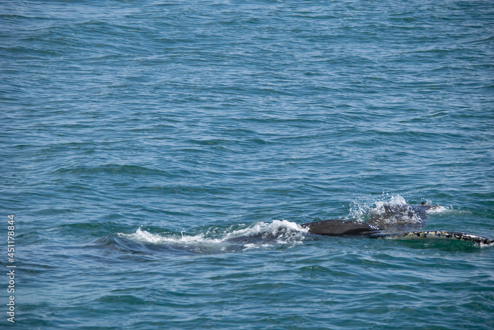 Obraz premium humpback tail