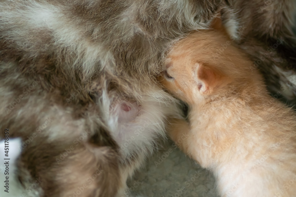 Little red-haired kitten sucks milk from her mother cat close-up, copy space