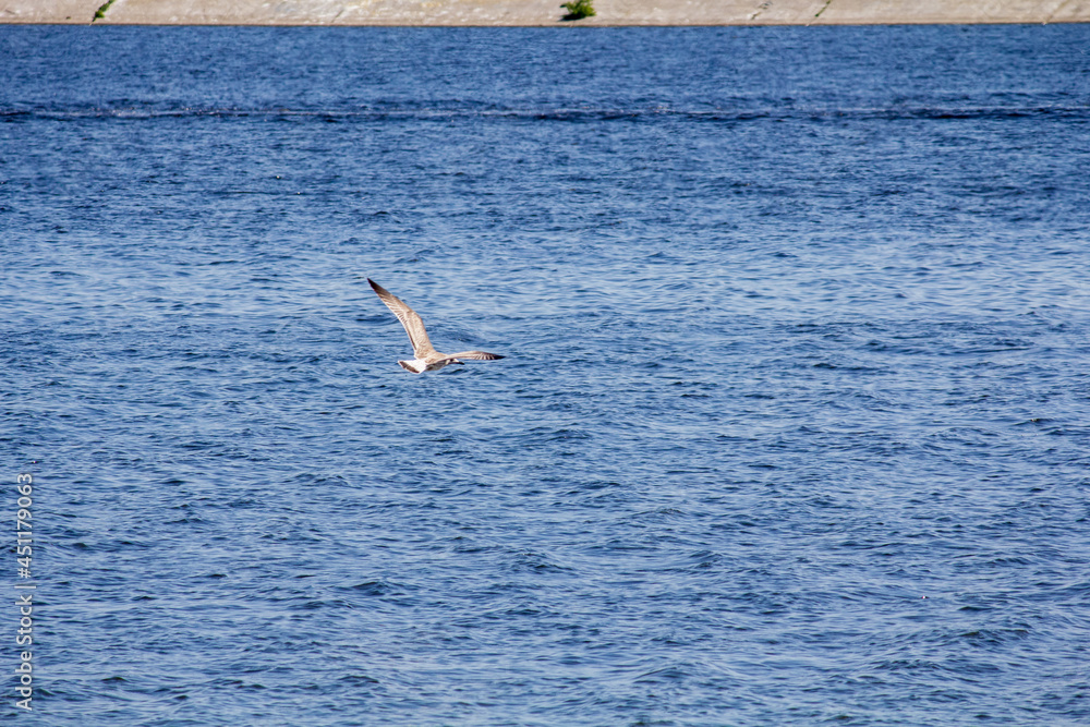 One seagull flies over the water.