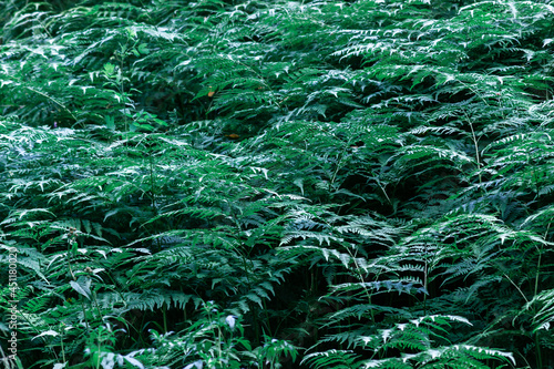 Beautiful thickets of green fern