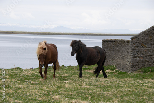 horses on the river