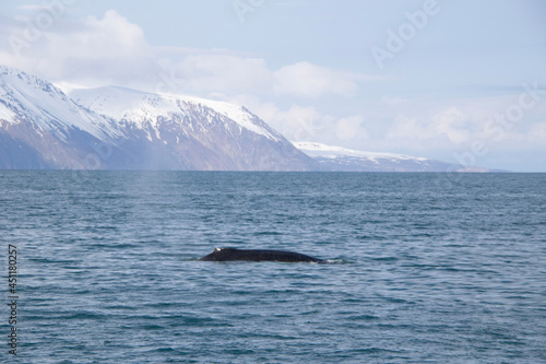 humpback whale tail © Laurence