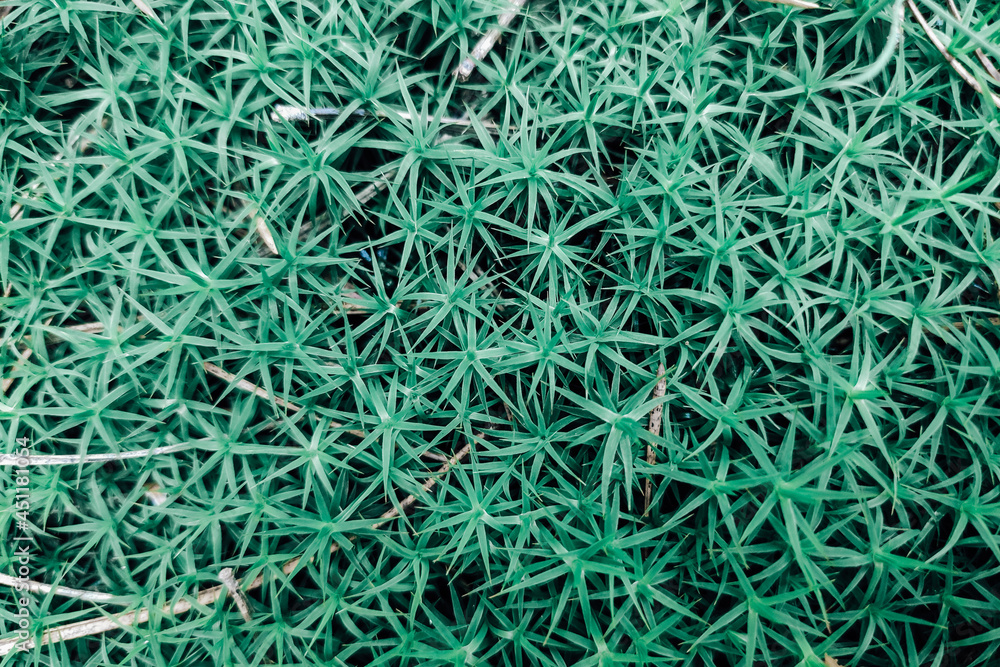 delicate texture of grass plants on a flower green. delicate texture of grass plants on a flower green.