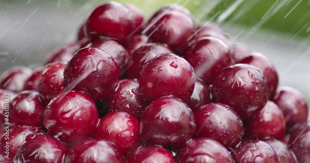 Fresh Ripe Wet Berries Sweet Cherry Close-up outdoors in Garden. Drops of Water Fall Organic Red Cherries on Green Nature Background. Harvest Organic Sweet Berries Outside in Nature. Healthy Eating. Fresh Ripe Wet Berries Sweet Cherry Close-up outdoors in Garden. Drops of Water Fall Organic Red Cherries on Green Nature Background. Harvest Organic Sweet Berries Outside in Nature. Healthy Eating.