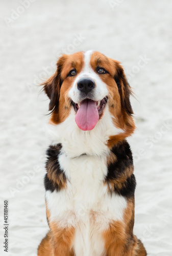 Big cute dog sitting on the sand