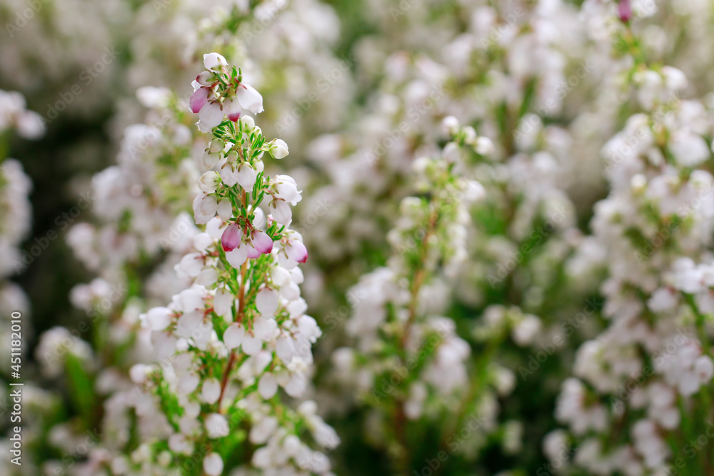 White heather (Calluna vulgaris) in the forest. White heather (Calluna vulgaris) in the forest.
